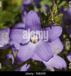 Campanula pyramidalis, Chimney bellflower Stock Photo