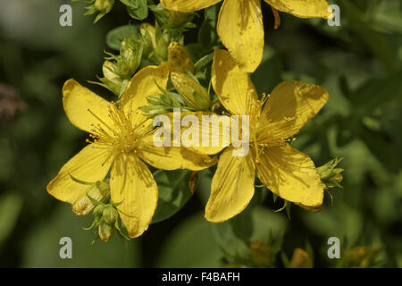 Hypericum perforatum, Common St. Johns-wort Stock Photo