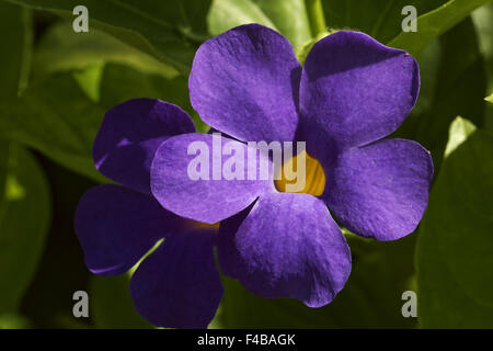 Thunbergia battiscombei, Blue Boy, Blue Glory Stock Photo