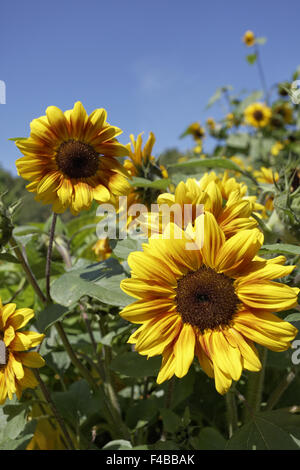 Helianthus annuus Merida Bicolor, Sunflower Stock Photo - Alamy