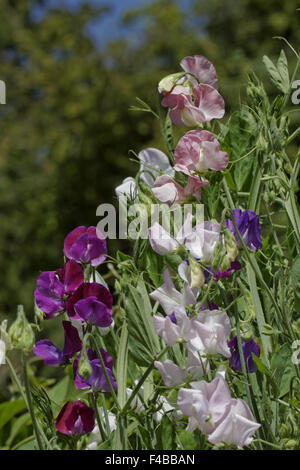 Lathyrus odoratus, Sweet Pea Stock Photo