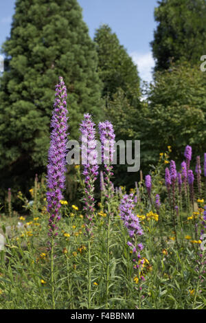 Liatris pycnostachya, Prairie Blazing Star Stock Photo