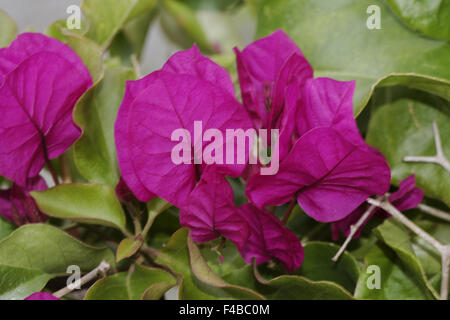 Bougainvillea glabra, Paper flower Stock Photo
