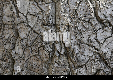 Bark of Beaucarnea recurvata, Elephants foot Stock Photo