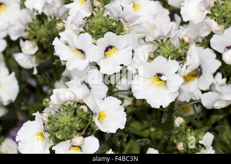 Nemesia hybrid Angelart Raspberry Stock Photo