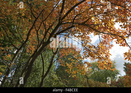 Amelanchier lamarckii, Juneberry in autumn Stock Photo