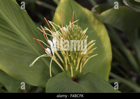 Hedychium ellipticum, Shaving Brush Ginger Stock Photo