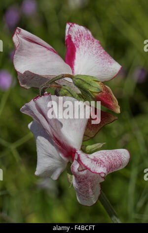 Lathyrus odoratus, Sweet Pea Stock Photo