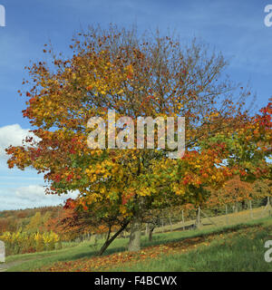 Acer platanoides, Norway maple in autumn Stock Photo