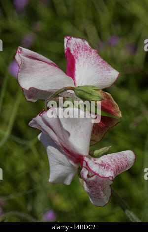 Lathyrus odoratus, Sweet Pea Stock Photo