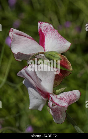 edelwicke, lathyrus odoratus, sweet pea, pois de senteur, duft
