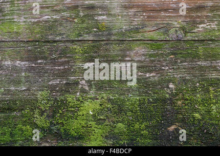 Moss and mold affect a wood panel. Stock Photo