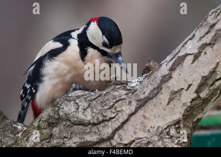 Great Spotted Woodpecker searching for food. Stock Photo