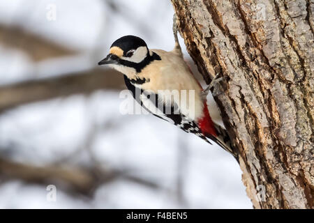 Great Spotted Woodpecker searching for food, Solna, Sweden. Stock Photo