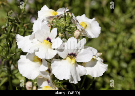 Nemesia hybrid Angelart Raspberry Stock Photo