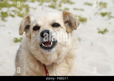 dog making a face Stock Photo