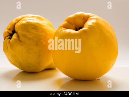 Quince  on a white background. Stock Photo