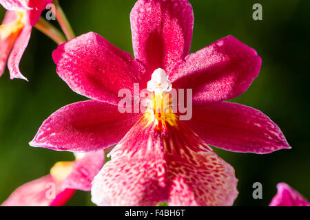 A close up of a red blossom of an Orchid (Phalaenopsis) blooming Stock Photo
