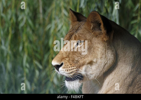 lioness Stock Photo