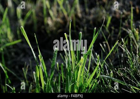 wet grass in the sunshine Stock Photo