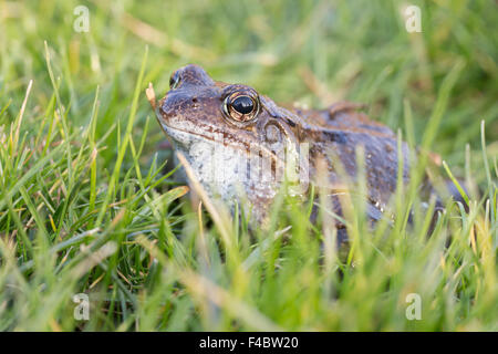 grass frog Stock Photo