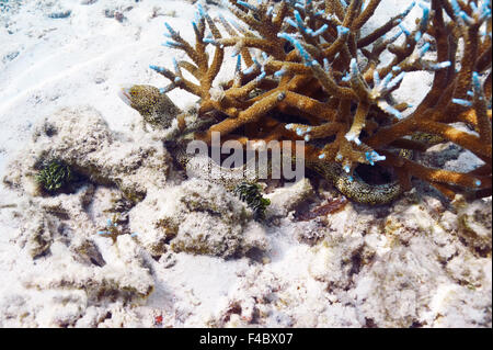 Moray eel fish hiding in coral reef Stock Photo