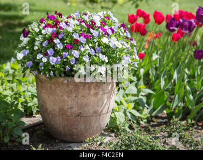 Colorful pansy flowers in the ceramic pot. Garden decoration. Stock Photo