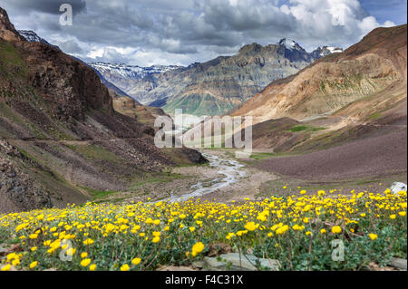 Valley of flowers on the way to Kaza in Himachal Pradesh Stock Photo