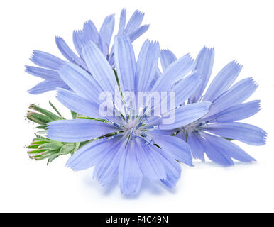 Cichorium intybus - common chicory flowers isolated on the white background. Stock Photo