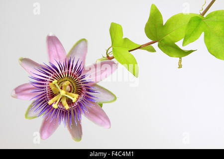passiflora Stock Photo