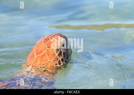 Green turtle (Chelonia mydas) in Japan Stock Photo