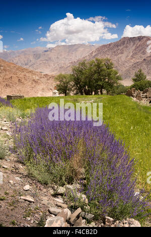 India, Jammu & Kashmir, Ladakh, Hemis, purple wild flowers growing at edge of barley field Stock Photo