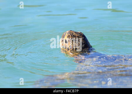 Green turtle (Chelonia mydas) in Japan Stock Photo