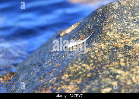 The leaping blenny (Alticus saliens) in Japan Stock Photo