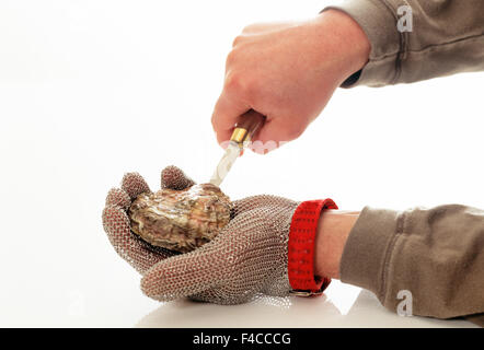 Oyster Being Opened. Stock Photo