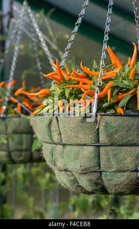 Capsicum. Pepper 'sweet sunshine' in a hanging basket Stock Photo