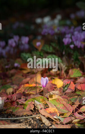 Cyclamen hederifolium flowers on the woodland floor in autumn. UK Stock Photo