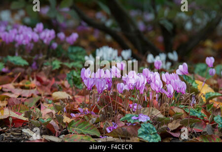 Cyclamen hederifolium flowers on the woodland floor in autumn. UK Stock Photo