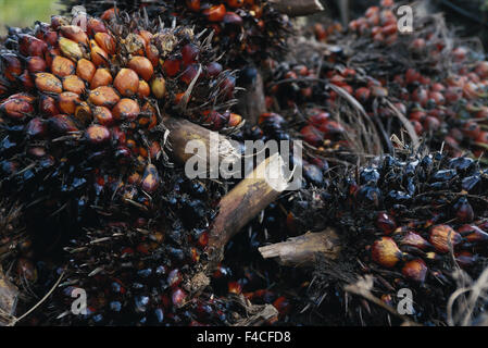 Harvested oil palm nuts. (Large format sizes available) - Stock Photo