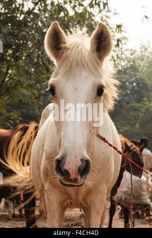 India, Odisha, Subarnapur District, Sonepur, White horse at Sonepur Cattle Fair Stock Photo