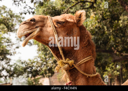 India, Odisha, Subarnapur District, Sonepur, Camel with bridle at Sonepur Cattle Fair Stock Photo