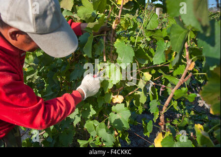 China, Xinjiang Uyghur, Fukang. Worker prunes Chardonnay vines so they can be buried for the frigid Winter on agricultural land managed by the 222 Unit of China's Xinjiang Production and Construction Corps. Stock Photo