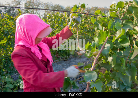 China, Xinjiang Uyghur, Fukang. Worker prunes Chardonnay vines so they can be buried for the frigid Winter on agricultural land managed by the 222 Unit of China's Xinjiang Production and Construction Corps. Stock Photo