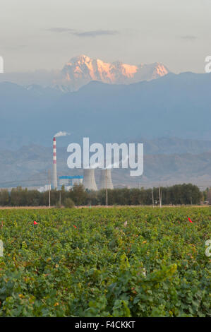 China, Xinjiang Uyghur, Fukang. Citic Guoan Winery gets Cabernet Sauvignon grapes from this vineyard sitting in front of a nuclear power plant and Bogda Peak in the Tian Shan Mountain range. Stock Photo