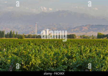 China, Xinjiang Uyghur, Fukang. Citic Guoan Winery gets Cabernet Sauvignon grapes from this vineyard sitting in front of a nuclear power plant and Bogda Peak in the Tian Shan Mountain range. Stock Photo