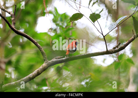 Ryukyu robin (Erithacus komadori) in Amami Island, Japan Stock Photo