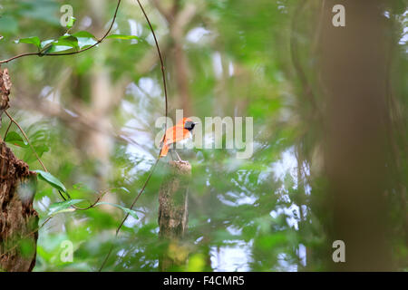 Ryukyu robin (Erithacus komadori) in Amami Island, Japan Stock Photo