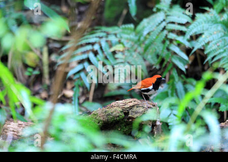 Ryukyu robin (Erithacus komadori) in Amami Island, Japan Stock Photo