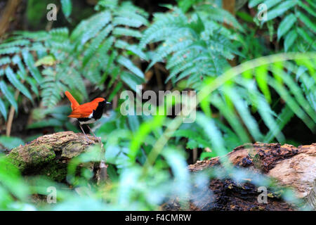 Ryukyu robin (Erithacus komadori) in Amami Island, Japan Stock Photo