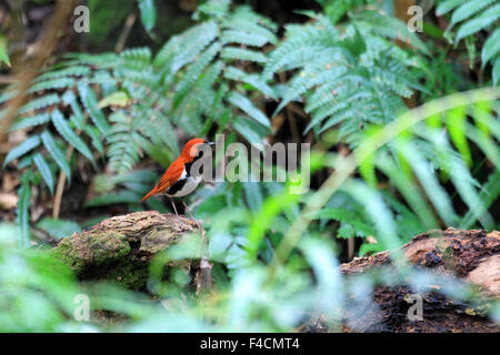 Ryukyu robin (Erithacus komadori) in Amami Island, Japan Stock Photo